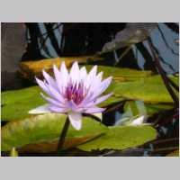 54-Water Lily.JPG